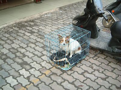 籠の中の小犬