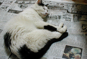 新聞と猫