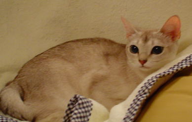 シンガプーラ猫センのお部屋 シンガプーラ 楽天ブログ