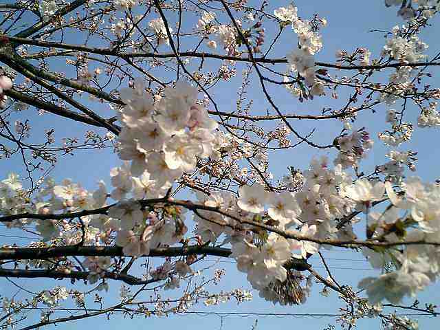 桜2005