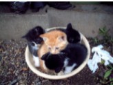 洗面器の中の子猫達