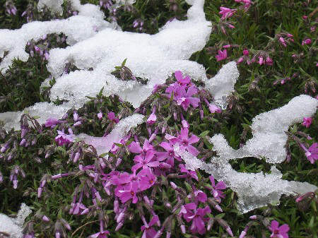 芝桜の雪化粧　