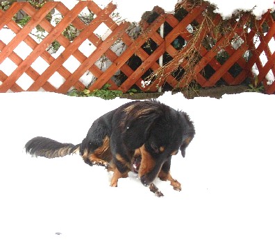 雪の中、枝で遊ぶ