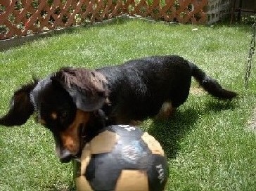 サッカー犬・レオ