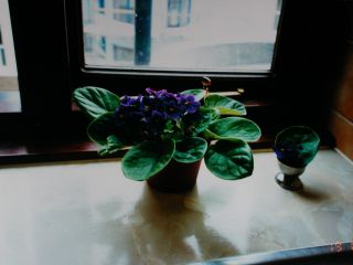 ロンドン窓辺の花