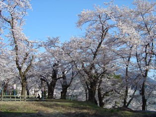 城跡桜