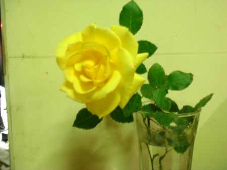 復活の黄色い薔薇