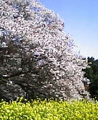 吉高大桜