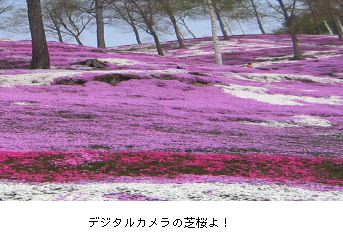 デジタルカメラの芝桜