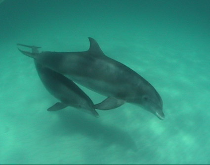 Dolphin11
