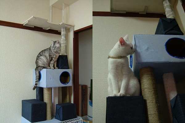 イデオロギー 大使館 ほめる 段ボール 猫 タワー 作り方 Leylandi Net