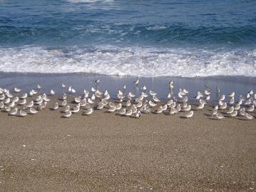 海鳥の群れ1