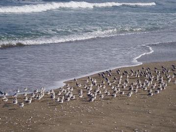 海鳥の群れ2
