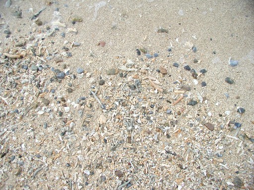 海の砂（１１月１日）