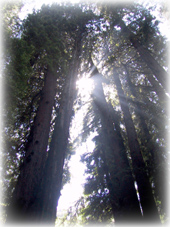 Redwoods002