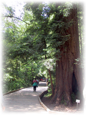 Redwoods003