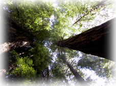 Redwoods004