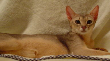 アビシニアン猫とロシアンブルー猫の生活 楽天ブログ