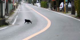 週末の大通りを～黒猫が歩く～♪