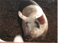 豚１０