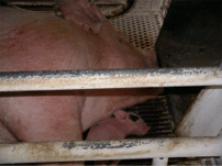 豚２