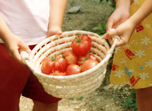 2001年トマト畑2