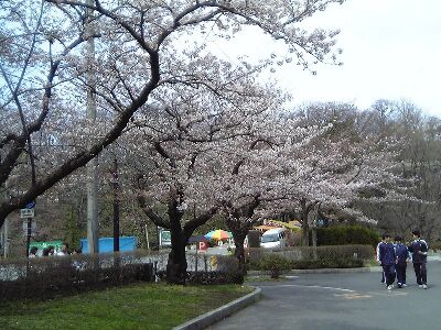 明徳館の桜