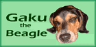 Gaku the Beagle