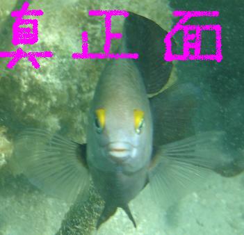 Fish Face1